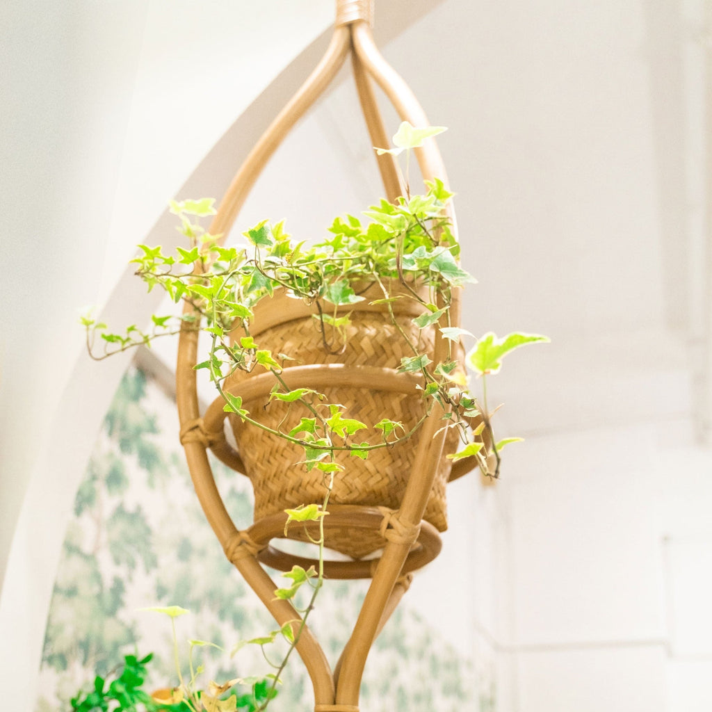 plants landscape garden hanging planter